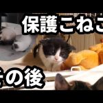 ふたたびあの親子に遭遇〜保護子猫その後〜他: 山林開拓続編