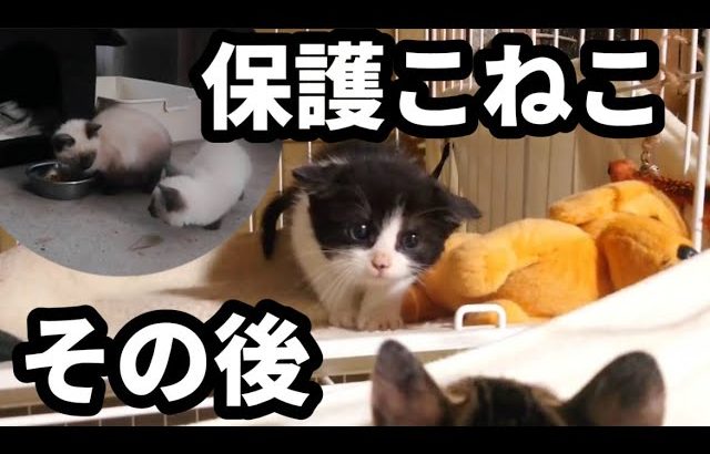 ふたたびあの親子に遭遇〜保護子猫その後〜他: 山林開拓続編